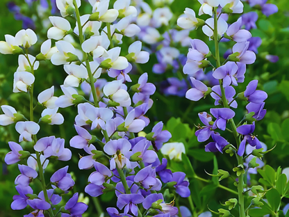 Baptisia 'Lunar Eclipse