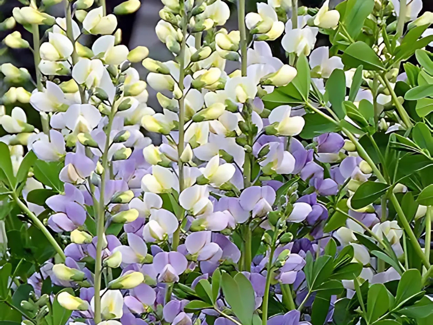 Baptisia 'Lunar Eclipse