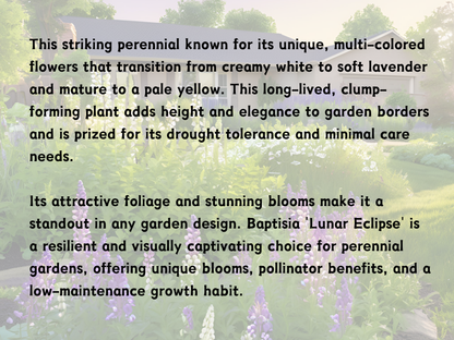 Baptisia 'Lunar Eclipse