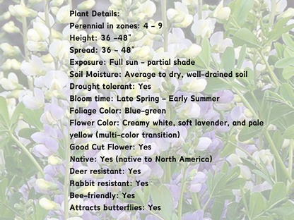 Baptisia 'Lunar Eclipse