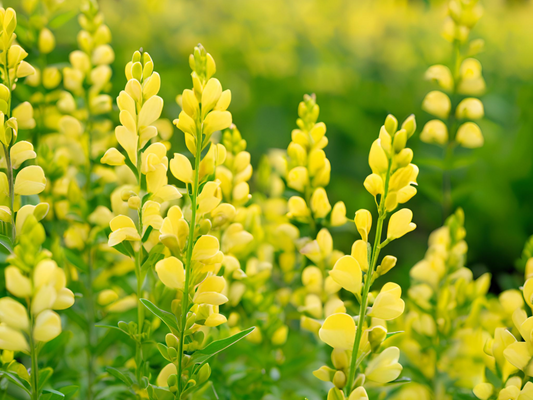 Baptisia 'Mojito'