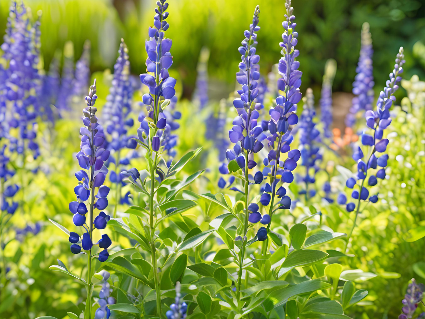 Baptisia australis