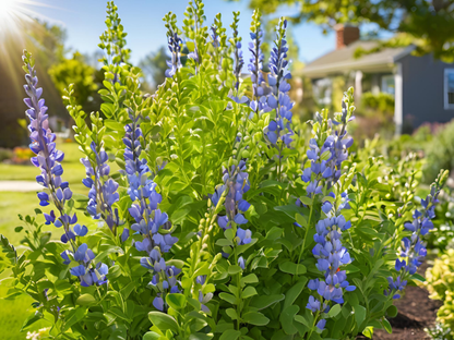 Baptisia australis