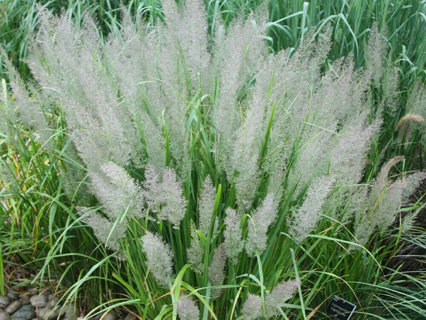 Calamagrostis brachytricha