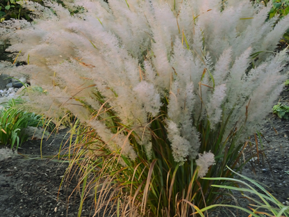 Calamagrostis brachytricha