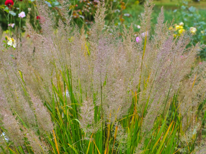 Calamagrostis brachytricha