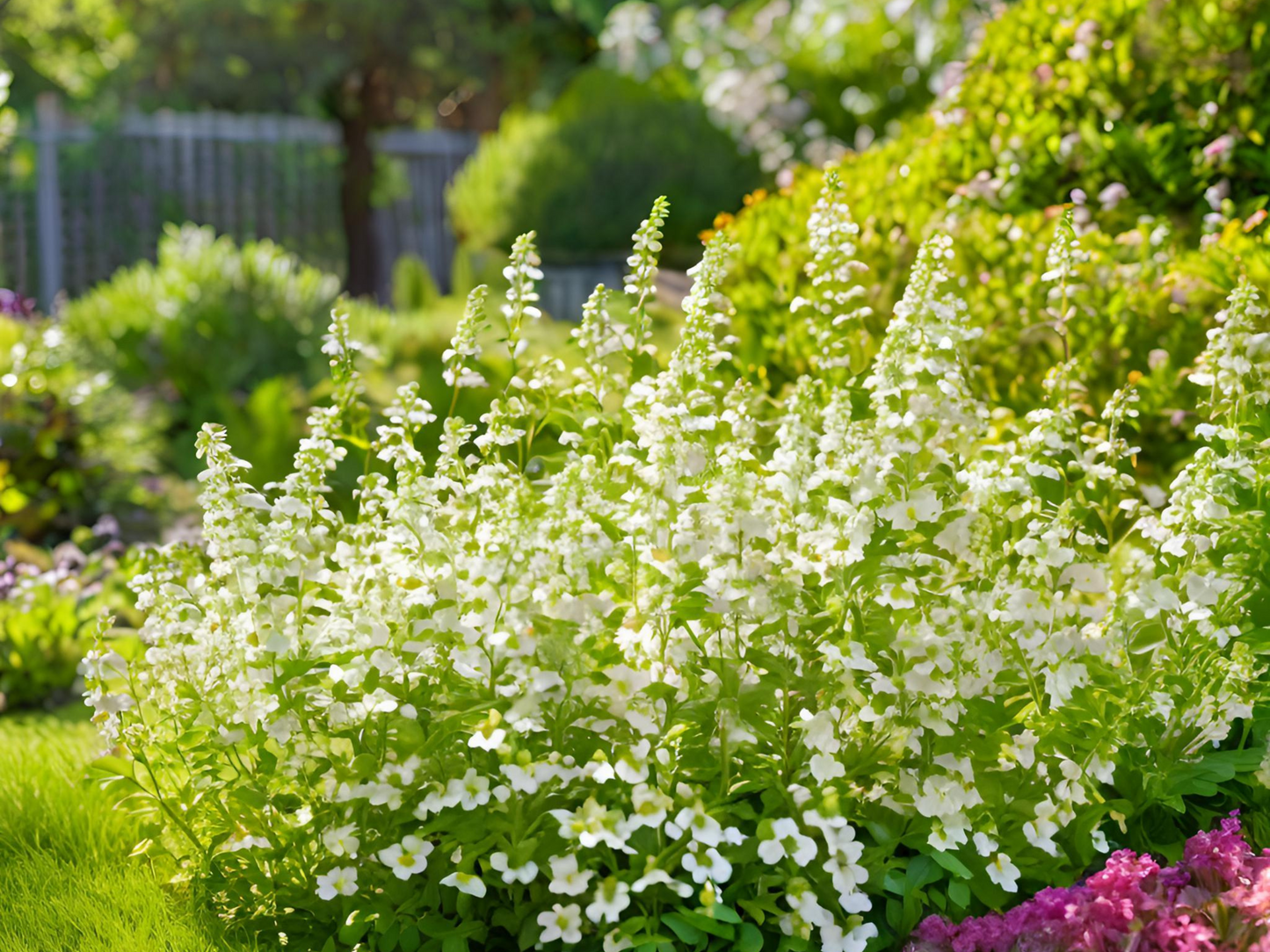 Calamintha 'Montrose White'