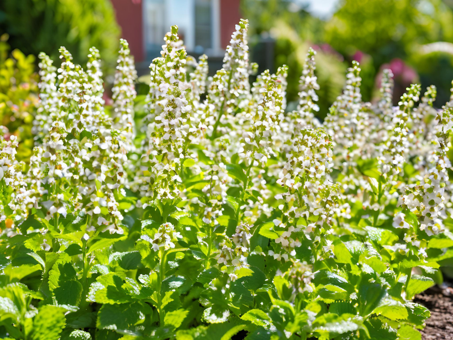 Calamintha 'Montrose White'