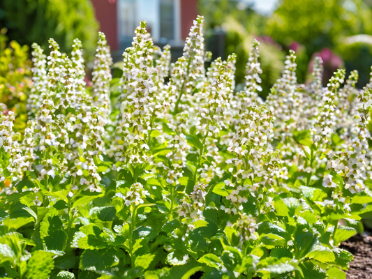 Calamintha nepeta