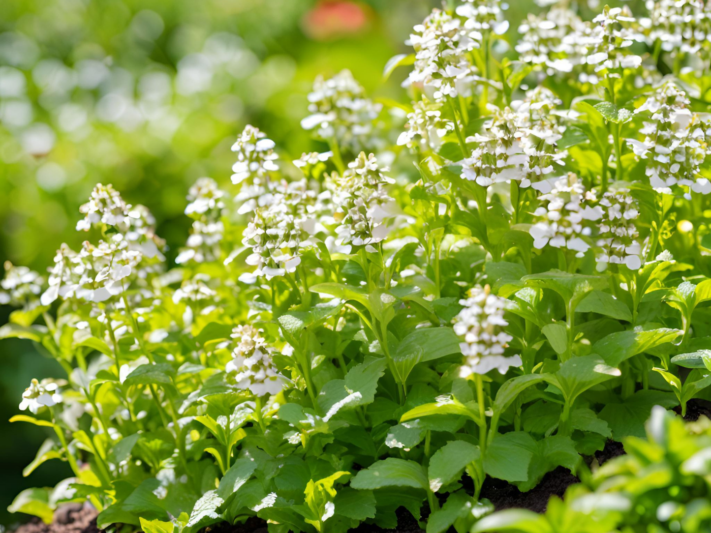 Calamintha 'Montrose White'