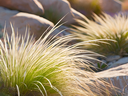 Carex albicans