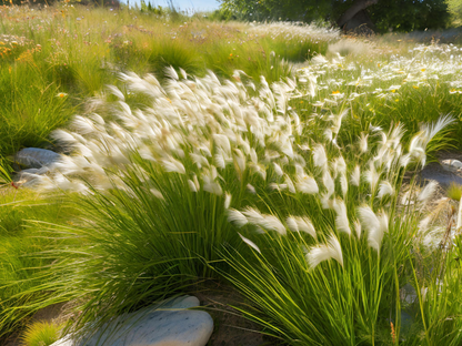 Carex albicans