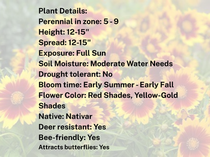 Coreopsis UpTick™ Gold & Bronze