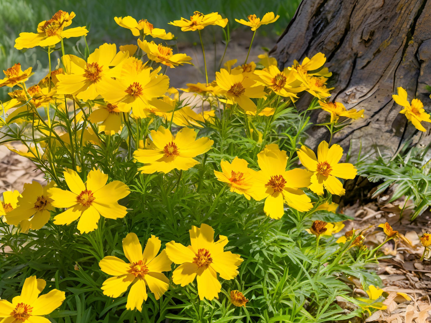 Coreopsis 'Jethro Tull'™