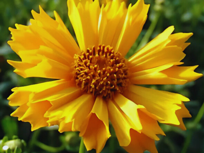 Coreopsis 'Jethro Tull'™