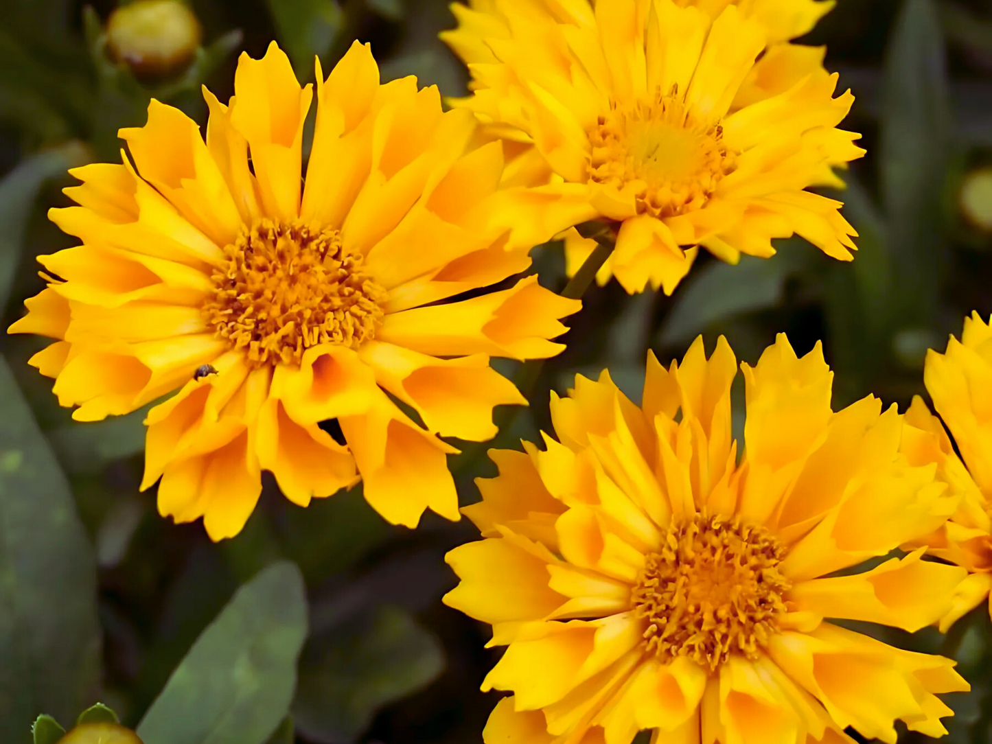 Coreopsis 'Jethro Tull'™