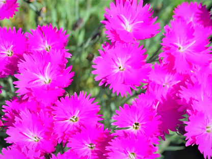 Dianthus 'Neon Star'