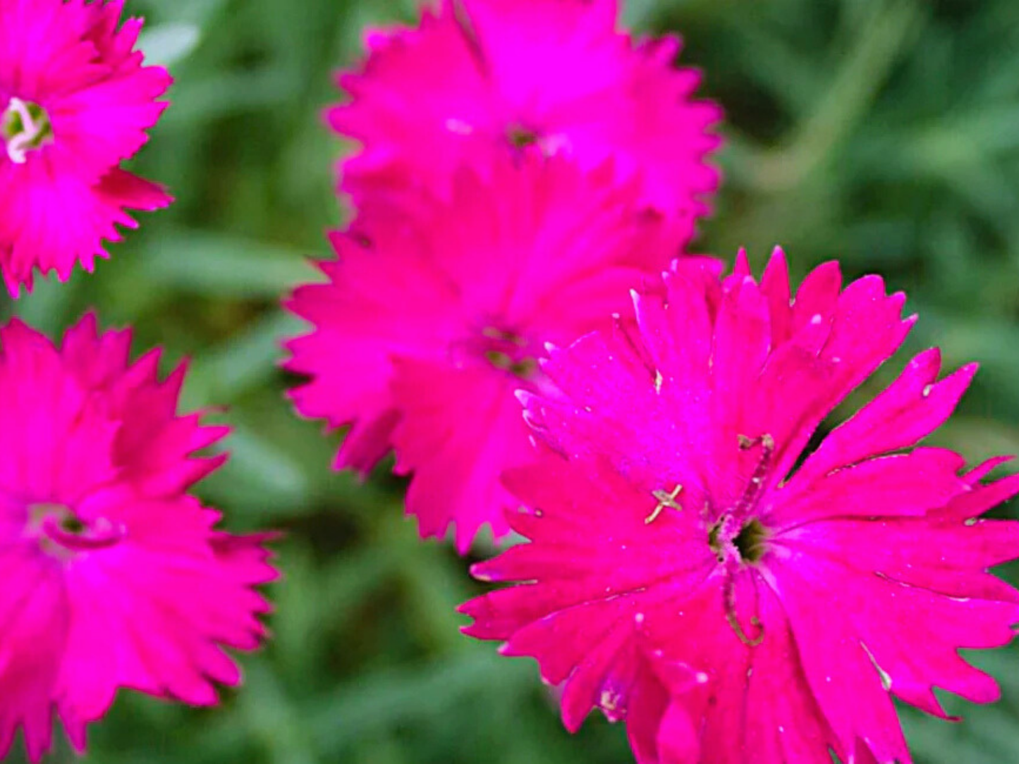 Dianthus 'Neon Star'