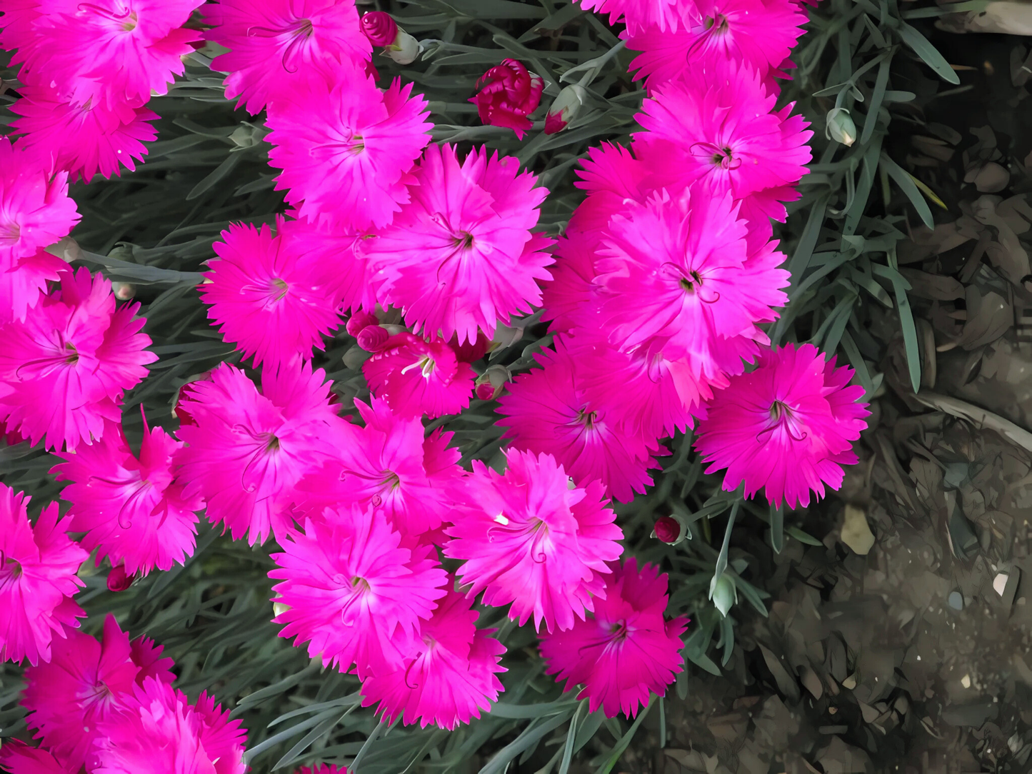 Dianthus 'Neon Star'