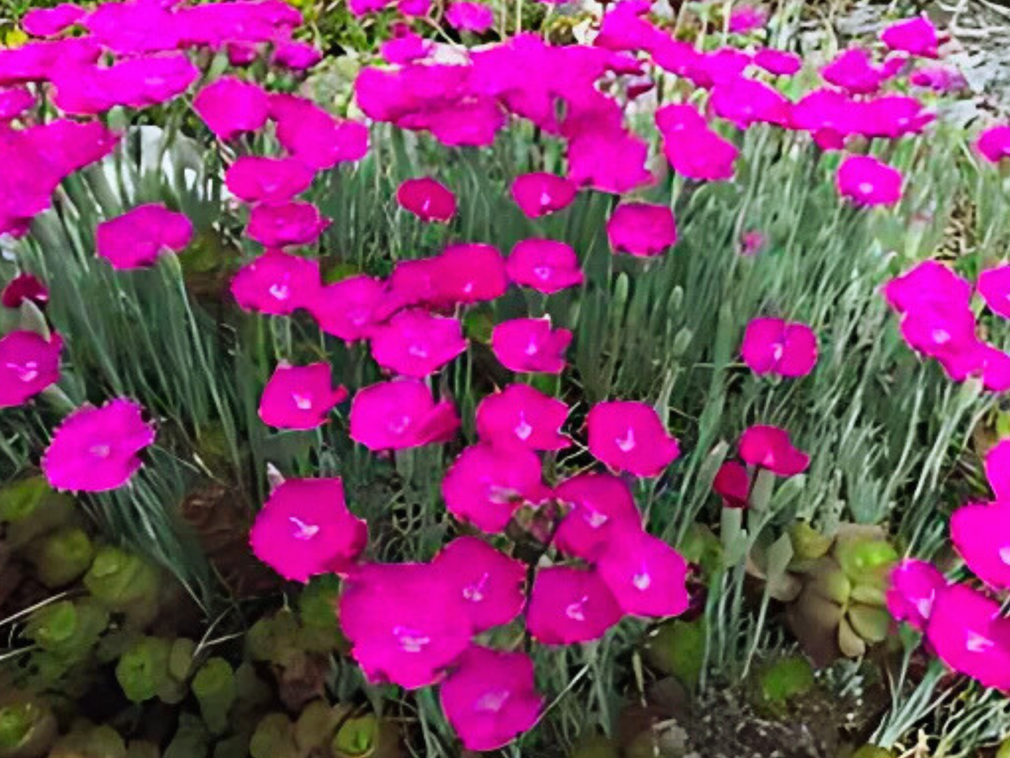 Dianthus 'Neon Star'