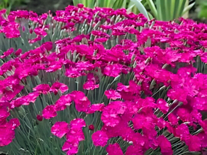 Dianthus 'Neon Star'