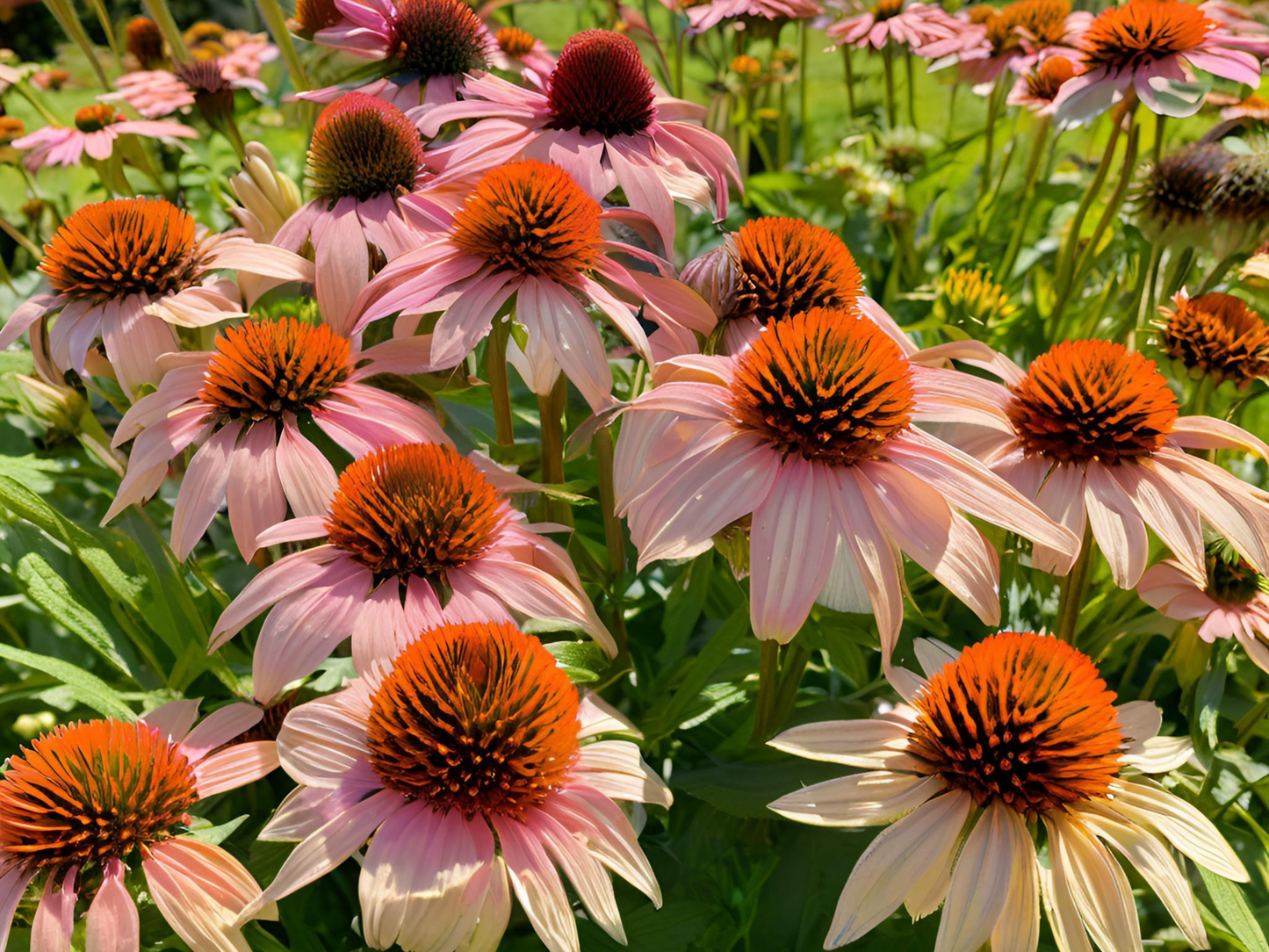 Echinacea 'Hula Dancer'