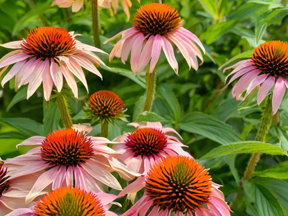 Echinacea 'Hula Dancer'