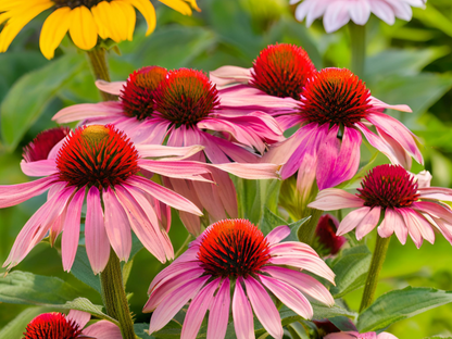 Echinacea PowWow® Wild Berry