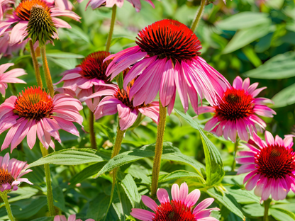 Echinacea PowWow® Wild Berry