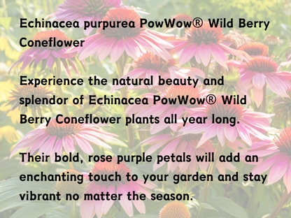 Echinacea PowWow® Wild Berry