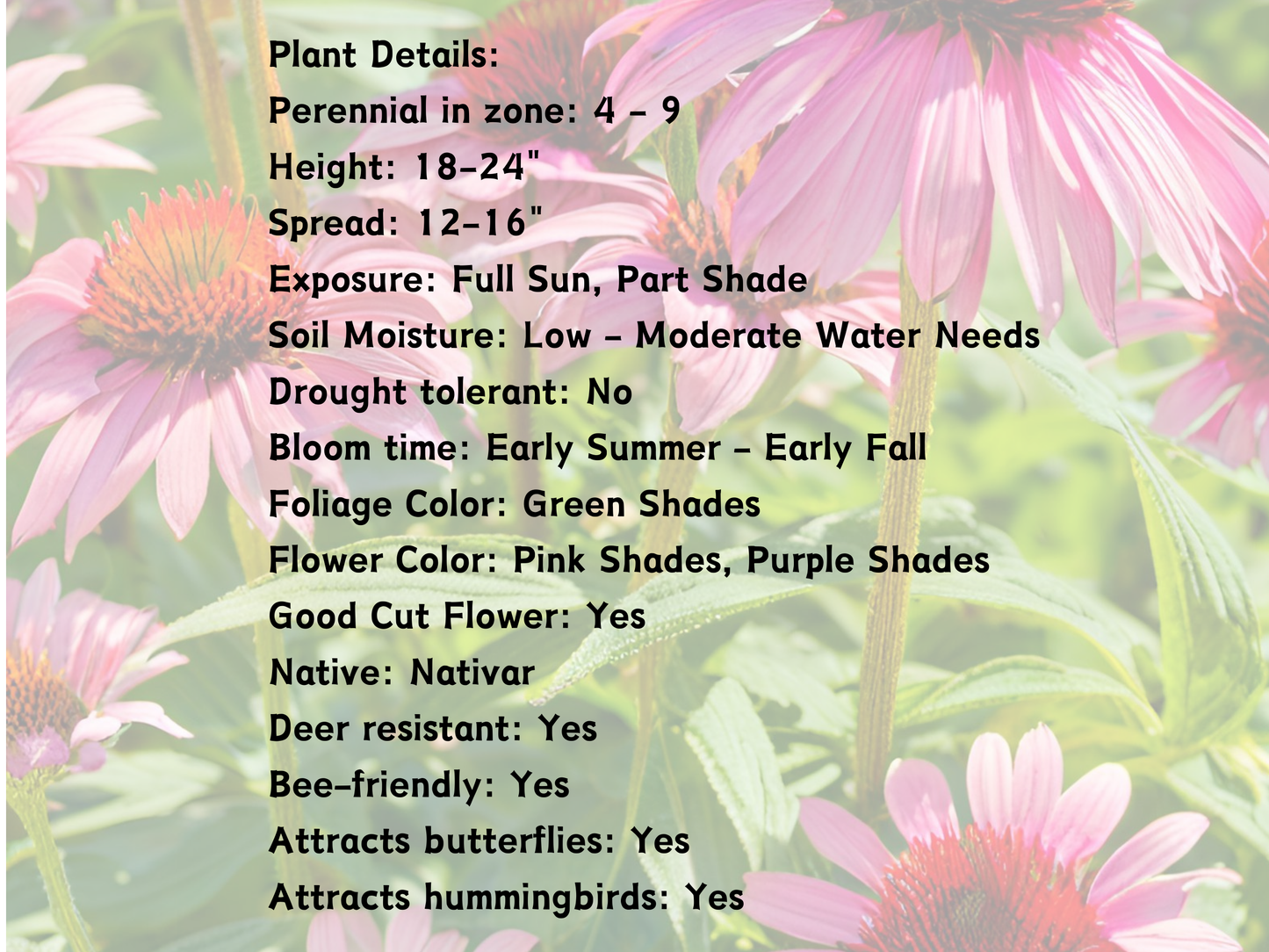 Echinacea PowWow® Wild Berry