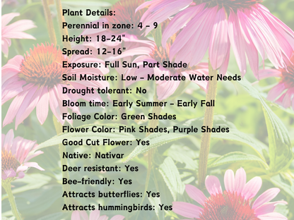 Echinacea PowWow® Wild Berry