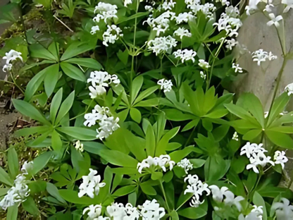 Galium odoratum