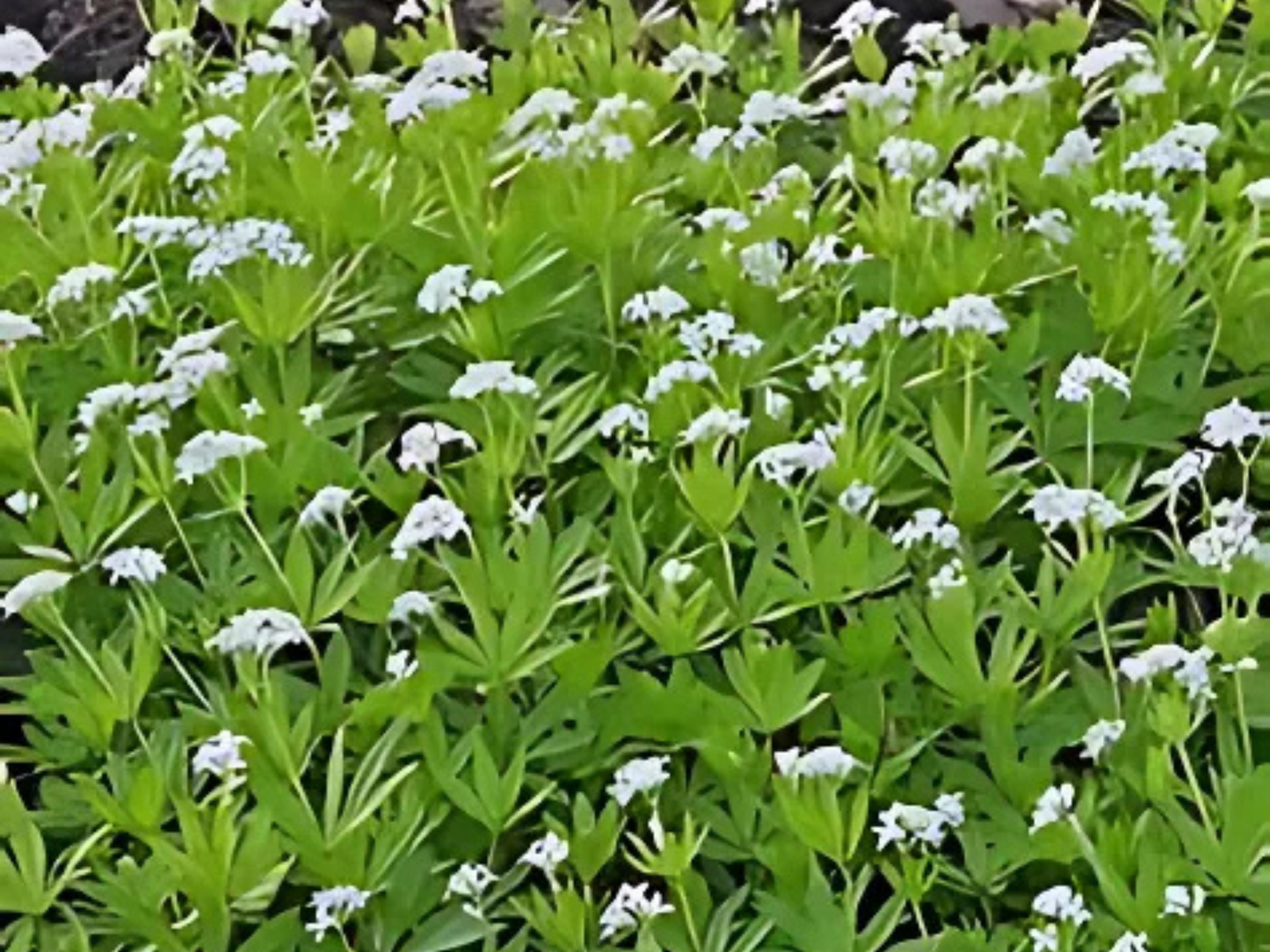 Galium odoratum