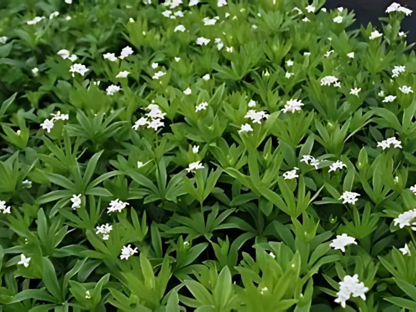 Galium odoratum