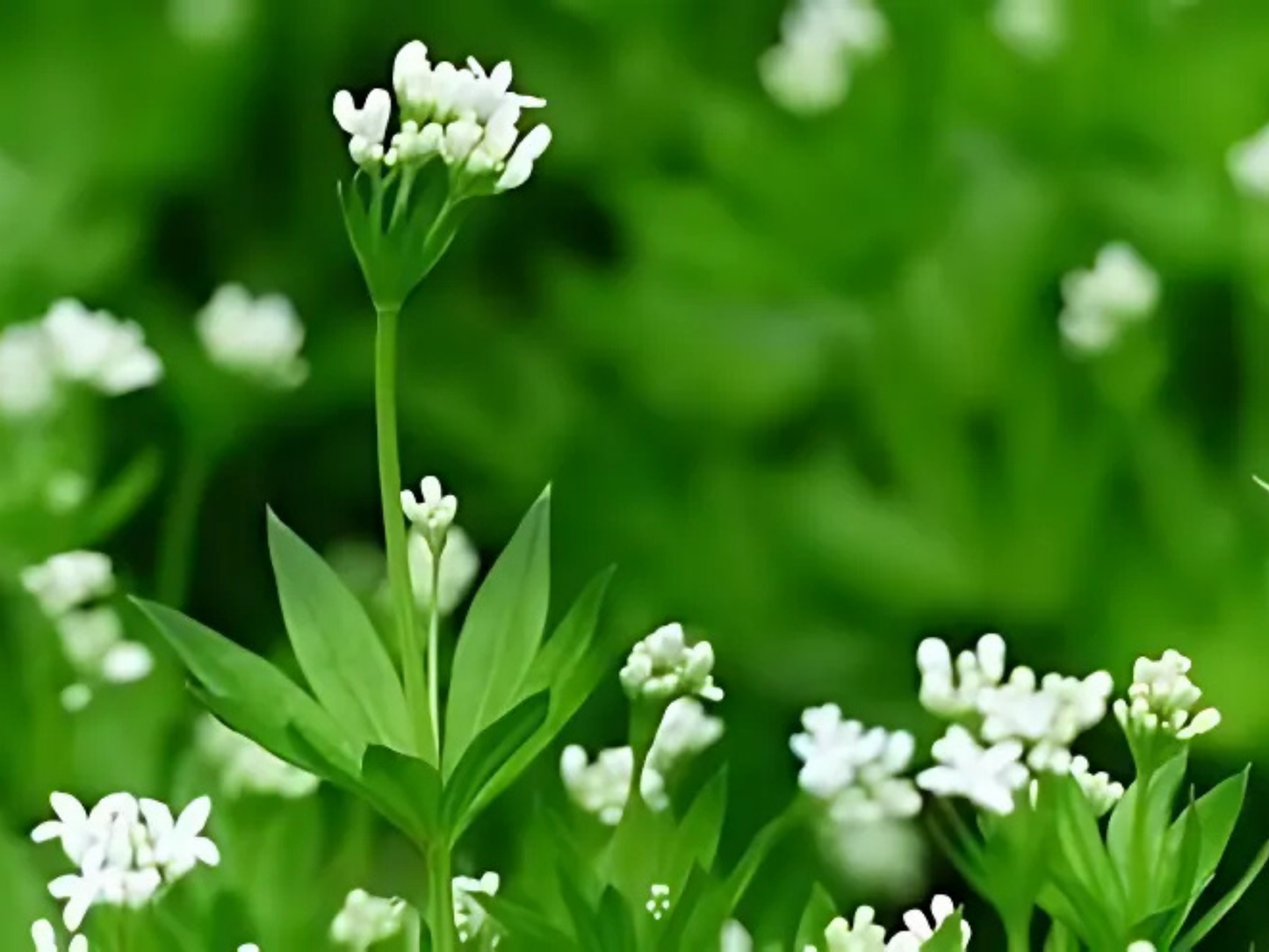 Galium odoratum