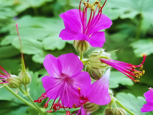 Geranium 'Bevan's Variety'