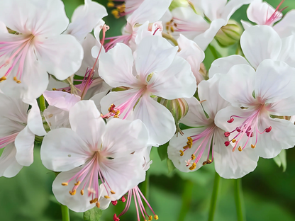 Geranium 'Biokovo'