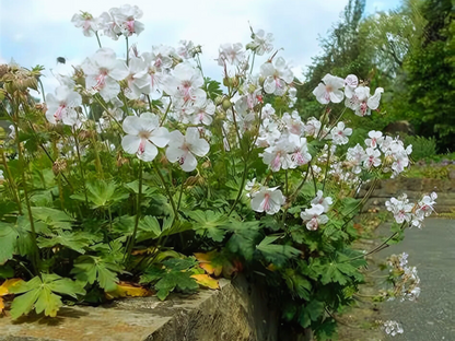 Geranium 'Biokovo'