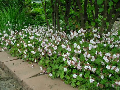 Geranium 'Biokovo'