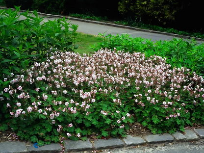 Geranium 'Biokovo'