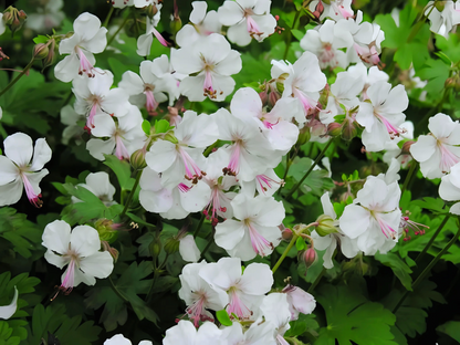 Geranium 'Biokovo'