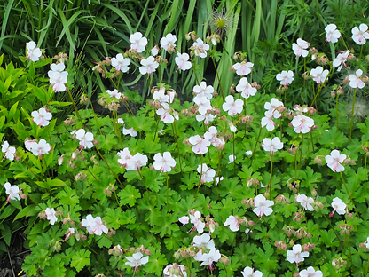 Geranium 'Biokovo'