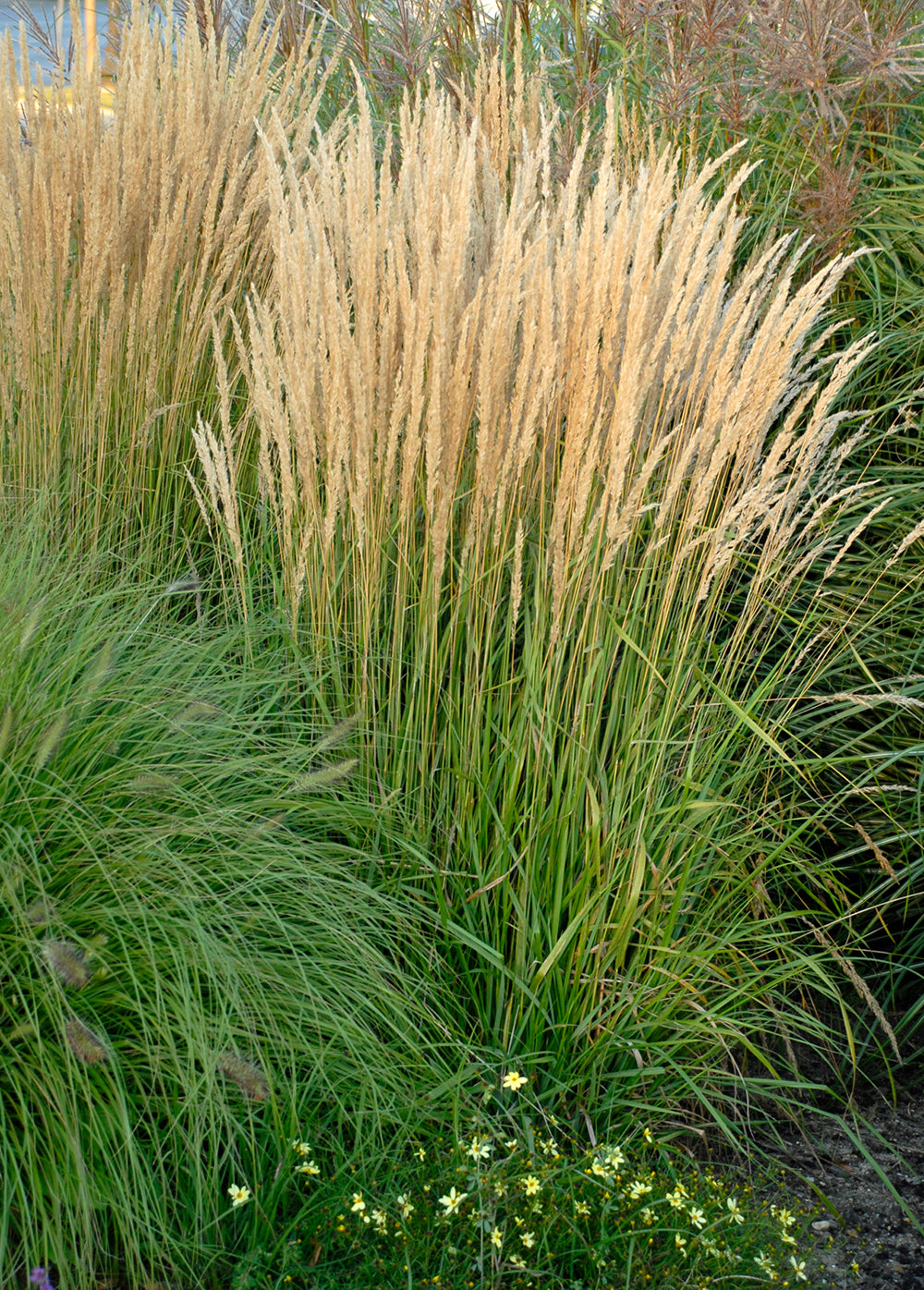 Calamagrostis x acutiflora 'Karl Foerster' Feather Reed Grass
