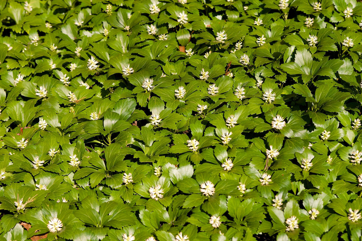 Pachysandra 'Green Carpet'