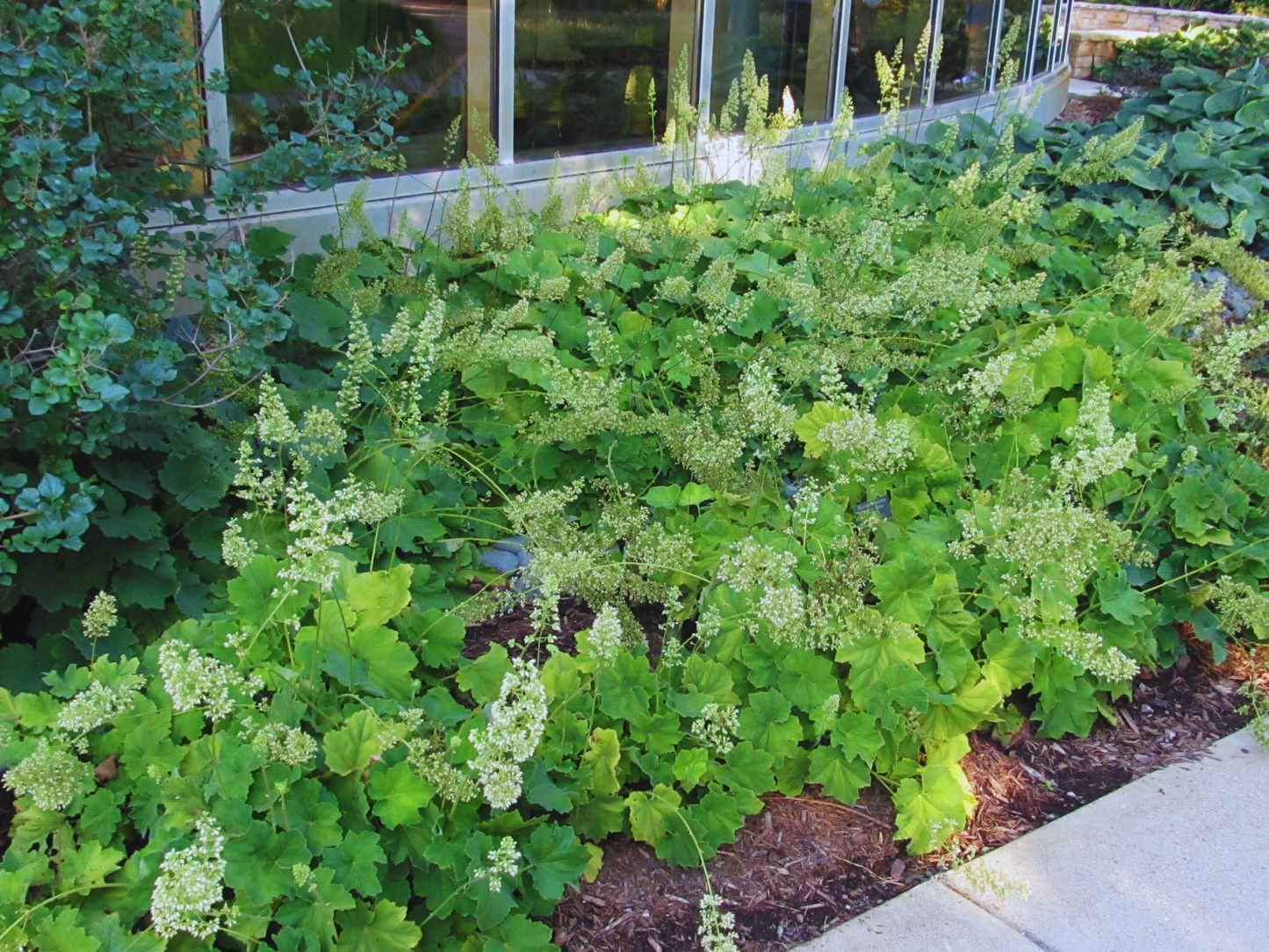 Heuchera 'Autumn Bride'