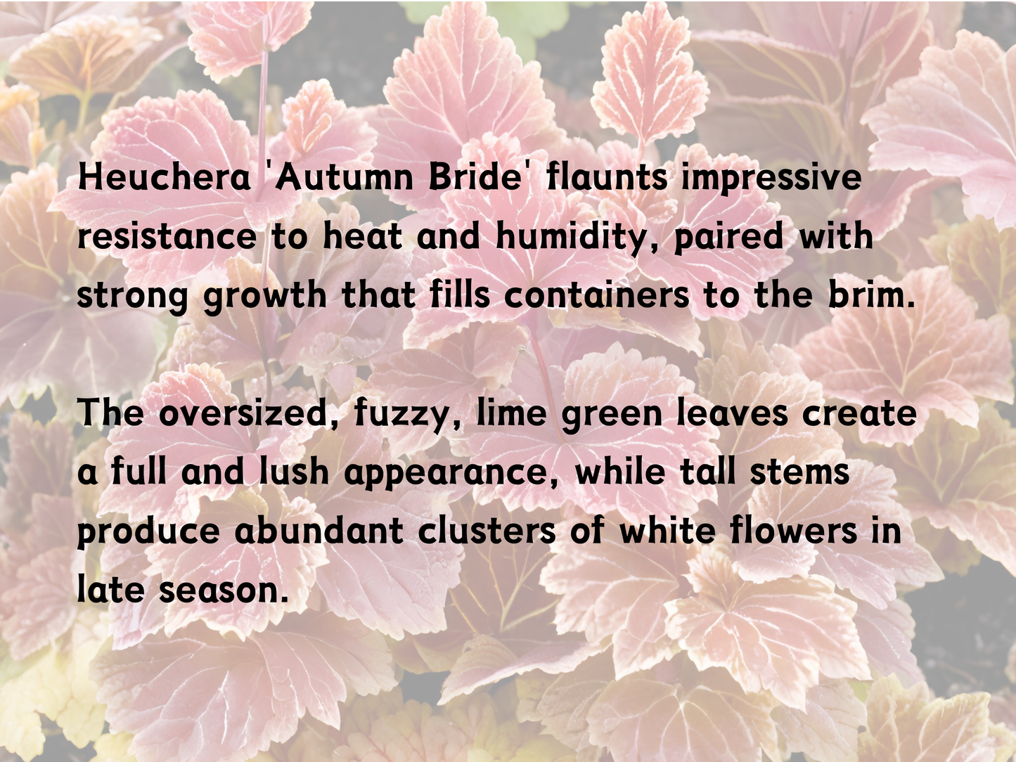 Heuchera 'Autumn Bride'