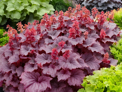 Heuchera 'Chatterbox'