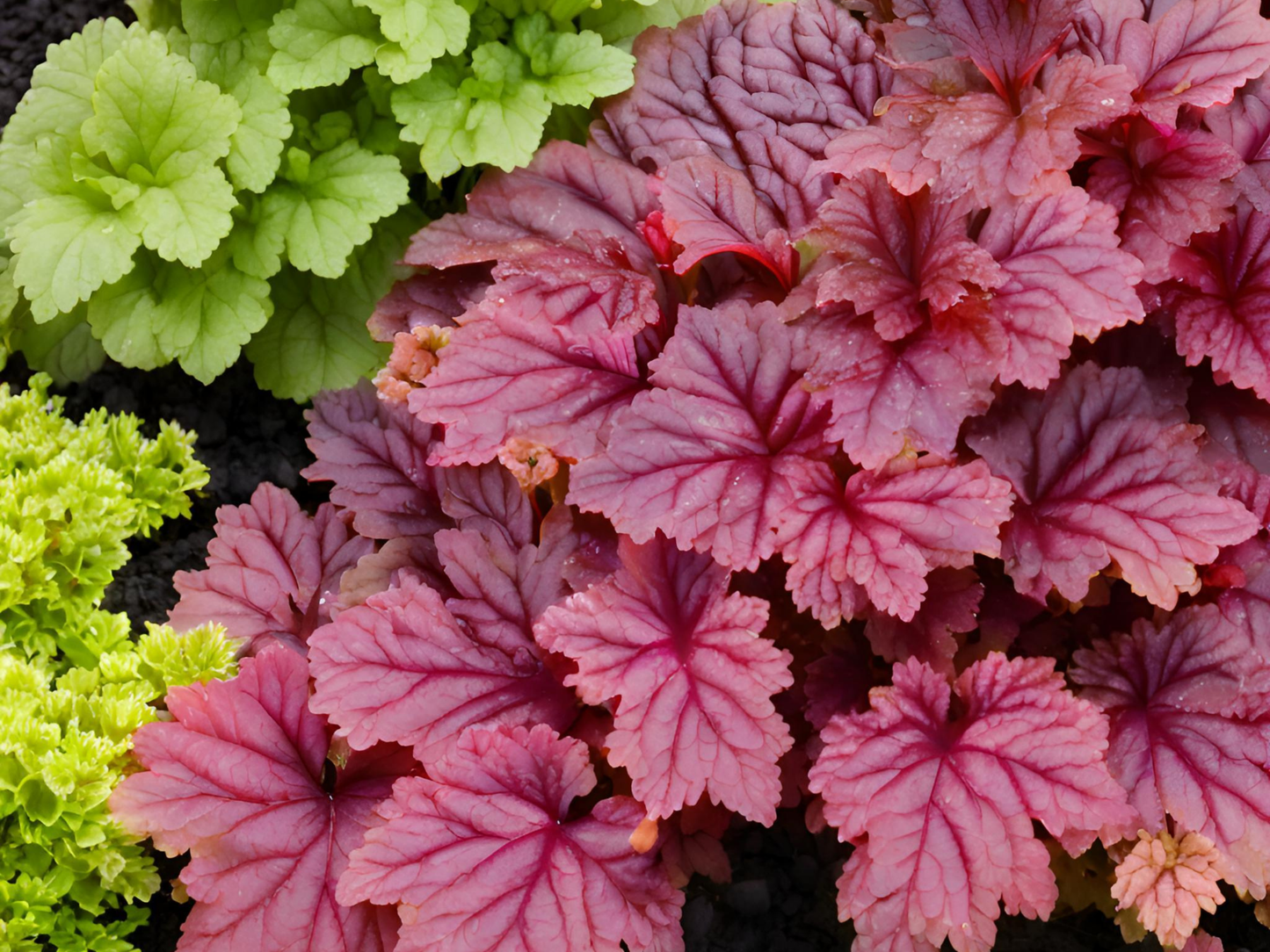 Heuchera 'Chatterbox'