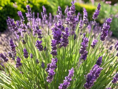 Lavender 'Phenomenal'®